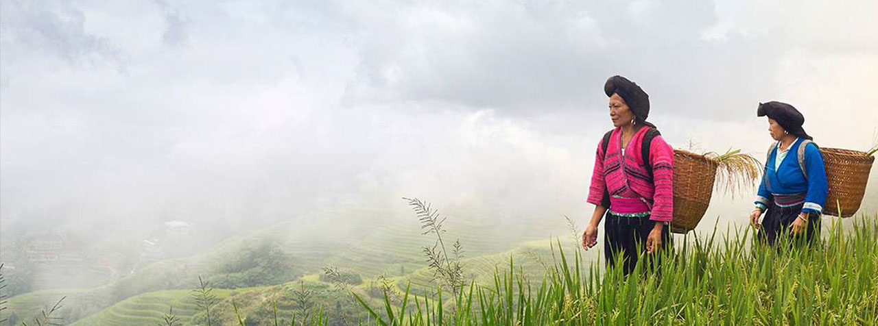 애보트 의료 광학 로고